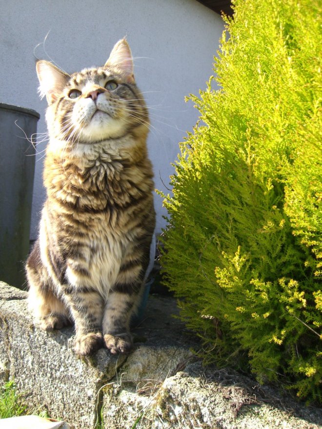 Photo de Maine coon