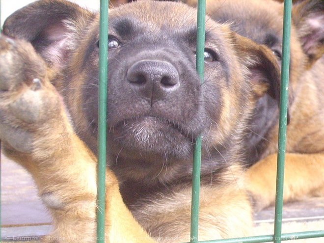 Photo de Berger belge malinois