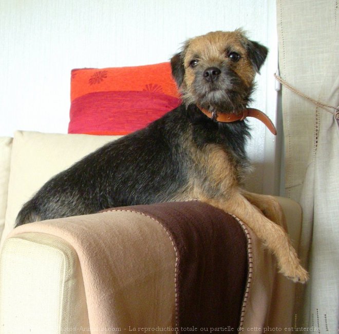 Photo de Border terrier