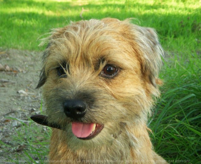 Photo de Border terrier