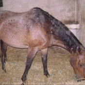 Photo de Races diffrentes