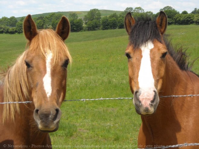 Photo de Races diffrentes