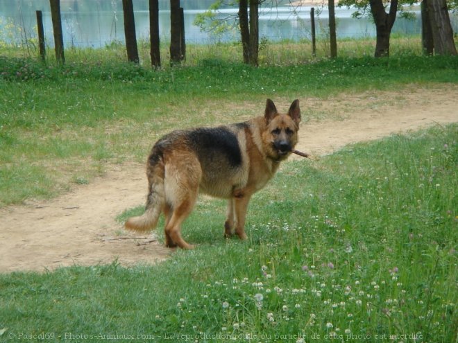 Photo de Berger allemand  poil court