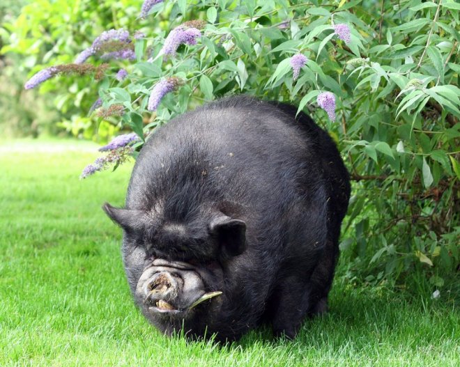 Photo de Cochon