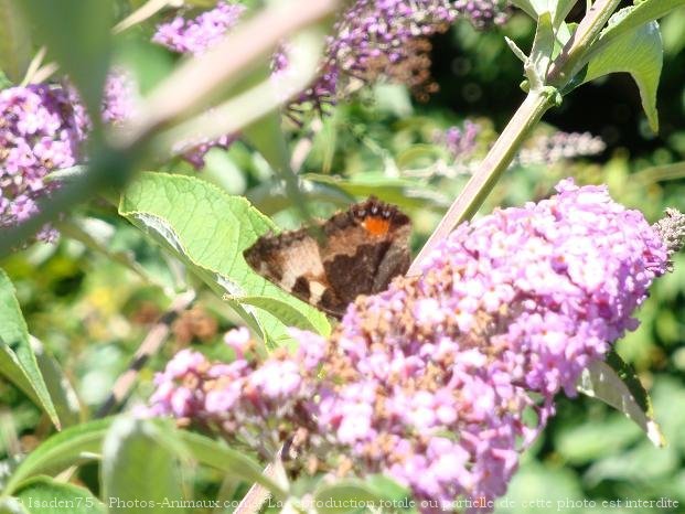 Photo de Papillon