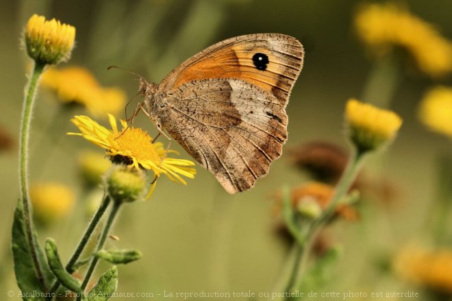 Photo de Papillon