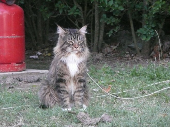 Photo de Maine coon