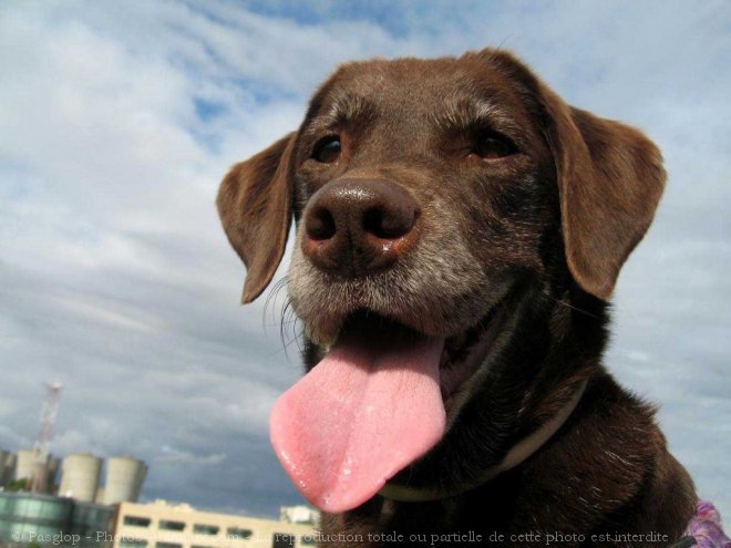 Photo de Labrador retriever