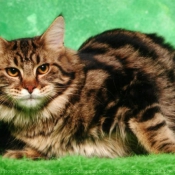 Photo de Maine coon