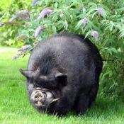 Photo de Cochon