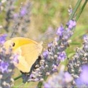 Photo de Papillon