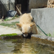 Photo de Chihuahua  poil long