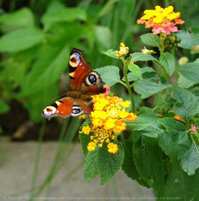 Photo de Papillon - paon du jour