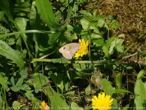 Photo de Papillon