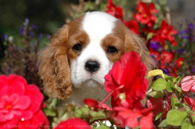 Photo de Cavalier king charles spaniel