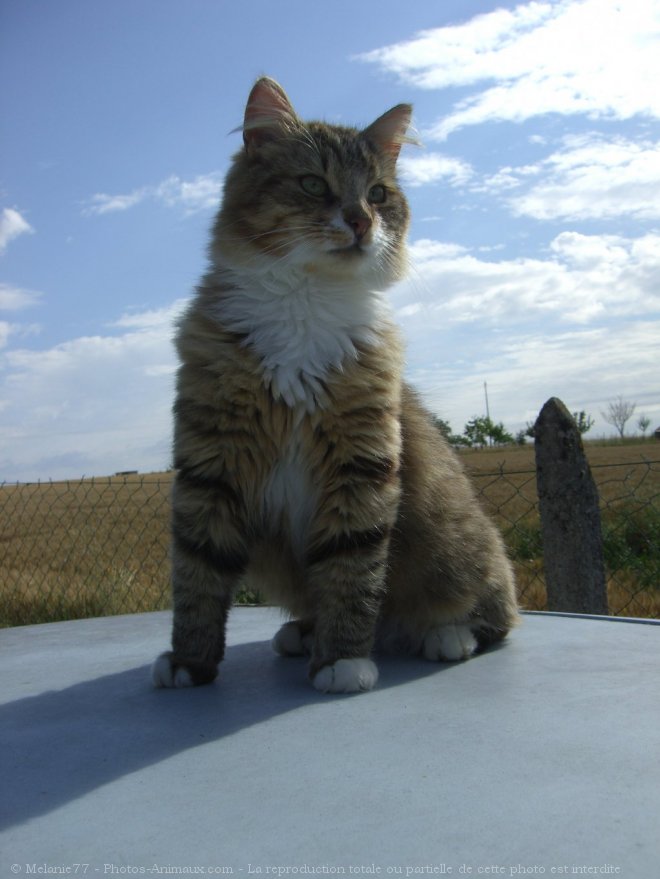 Photo de Chat domestique