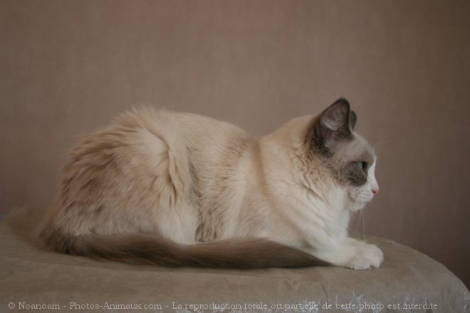 Photo de Ragdoll