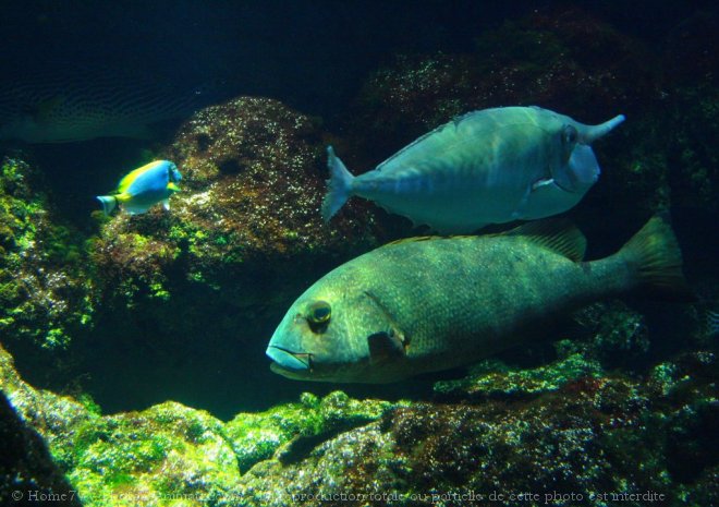 Photo de Poissons exotiques