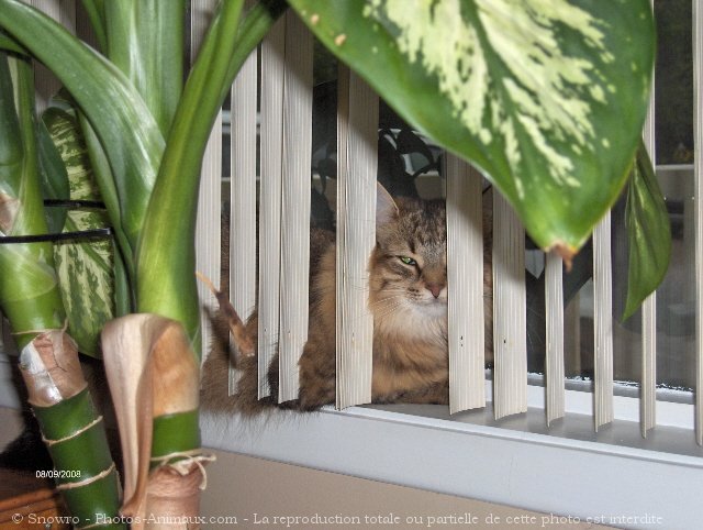 Photo de Chat domestique