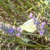 Photo de Papillon - piride