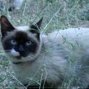 Photo de Chat domestique