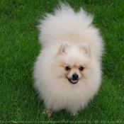 Photo de Spitz moyen