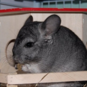 Photo de Chinchilla