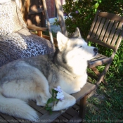 Photo de Husky siberien