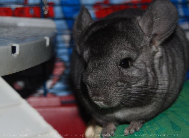 Photo de Chinchilla