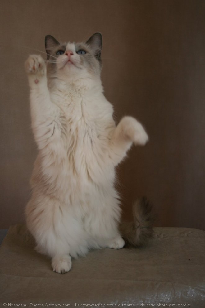 Photo de Ragdoll