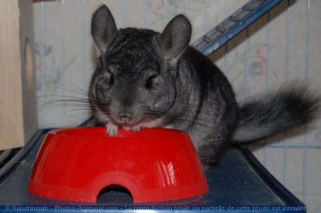 Photo de Chinchilla