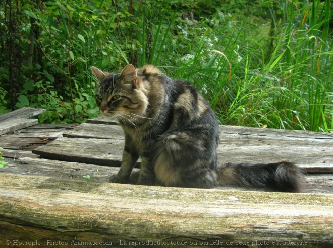 Photo de Chat domestique