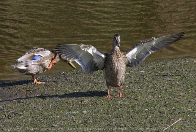 Photo de Canard colvert