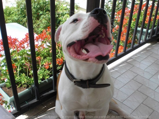 Photo d'American staffordshire terrier