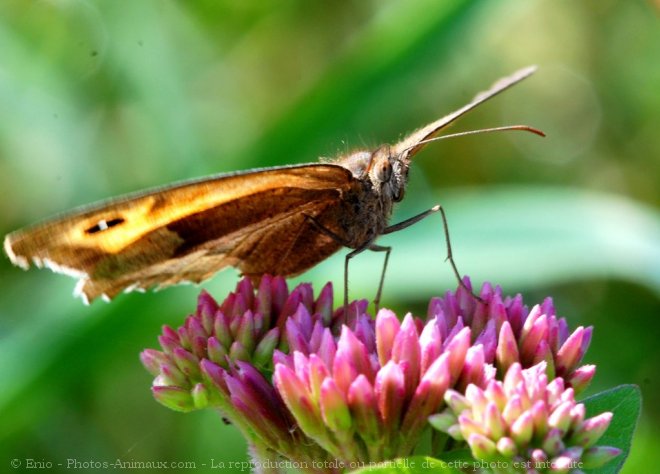 Photo de Papillon