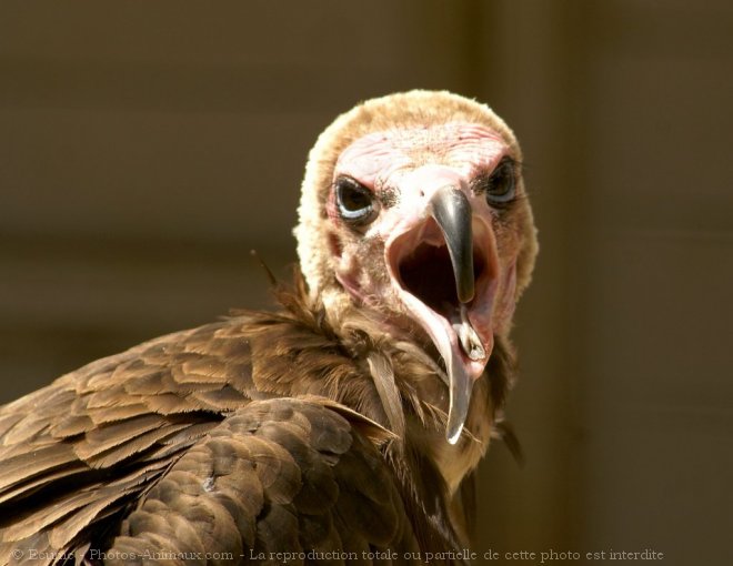 Photo de Vautour charognard