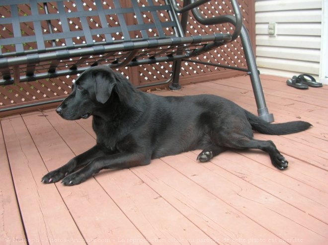 Photo de Labrador retriever