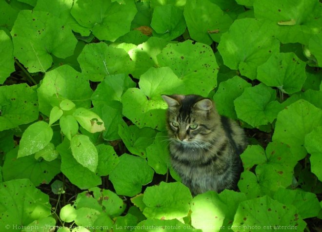 Photo de Chat domestique