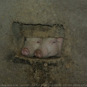 Photo de Cochon