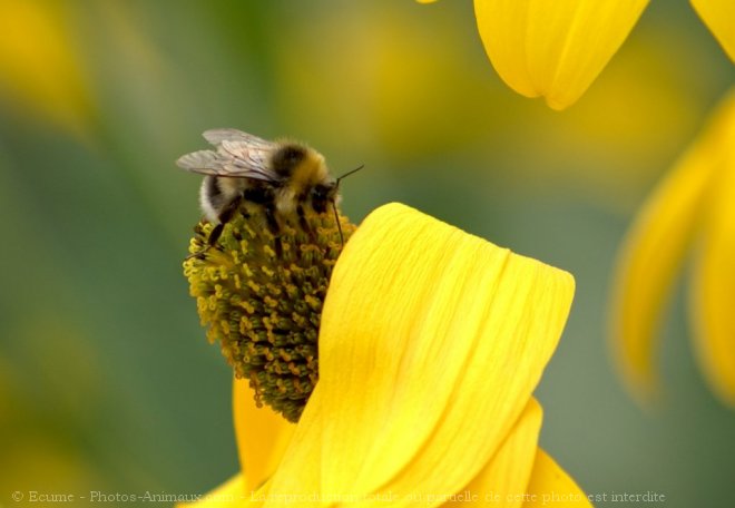 Photo d'Abeille