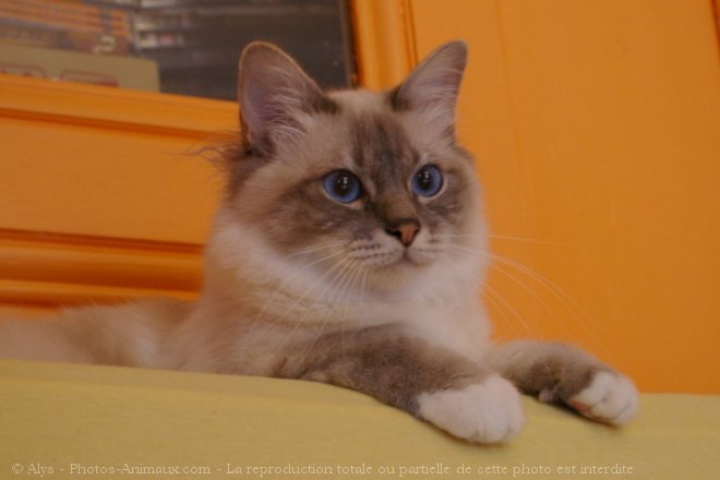 Photo de Sacr de birmanie