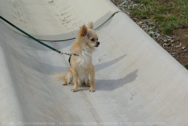 Photo de Chihuahua  poil long