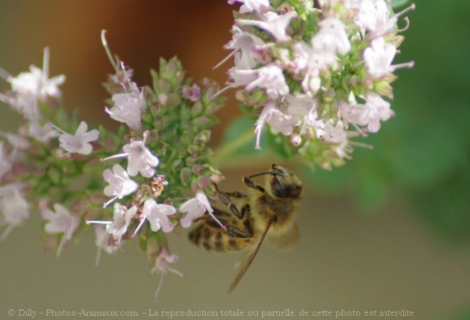 Photo d'Abeille