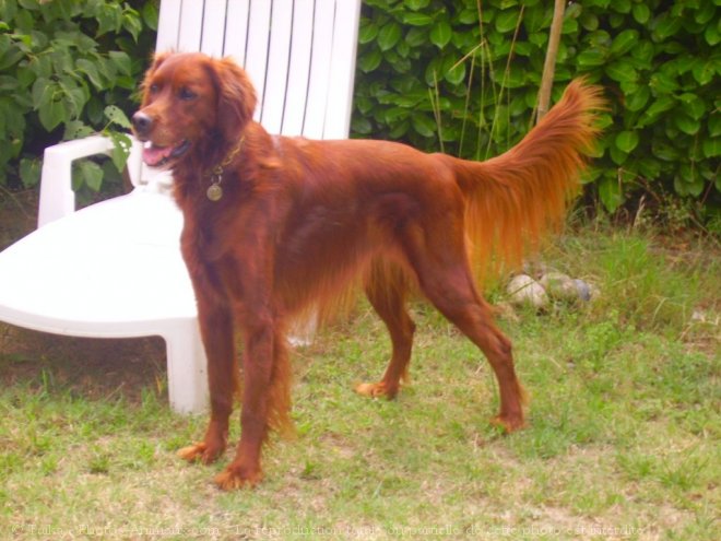 Photo de Setter irlandais rouge