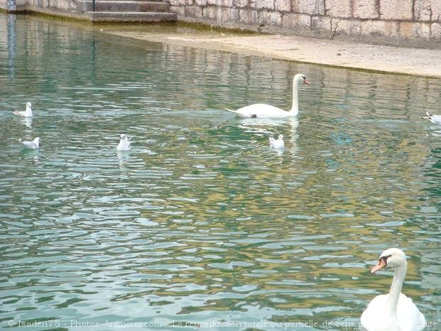 Photo de Cygne