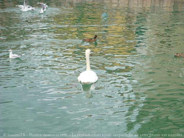 Photo de Cygne