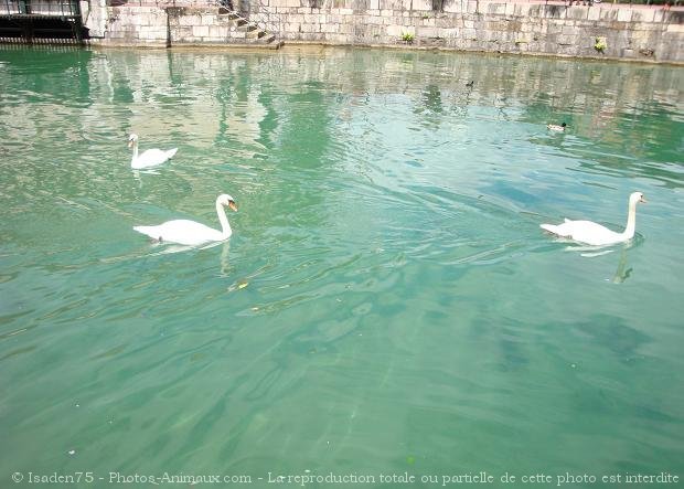 Photo de Cygne