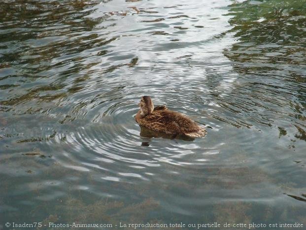 Photo de Canard