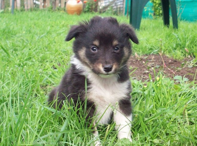 Photo de Chien de berger des shetland