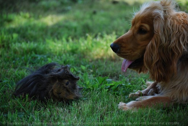 Photo de Races diffrentes